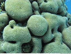 Corals